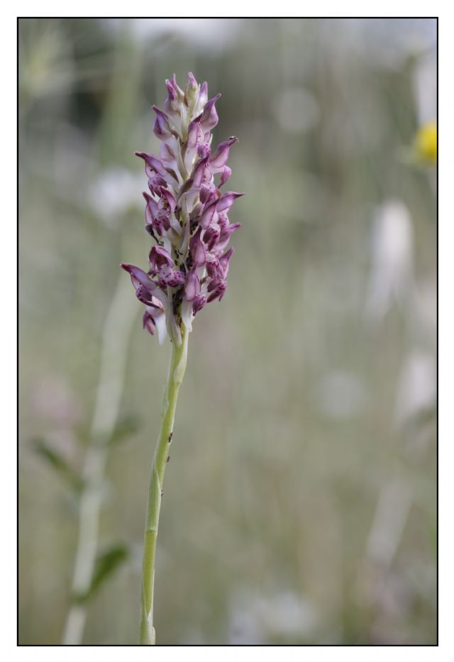 Anacamptis coriophora nei colli del Mugello